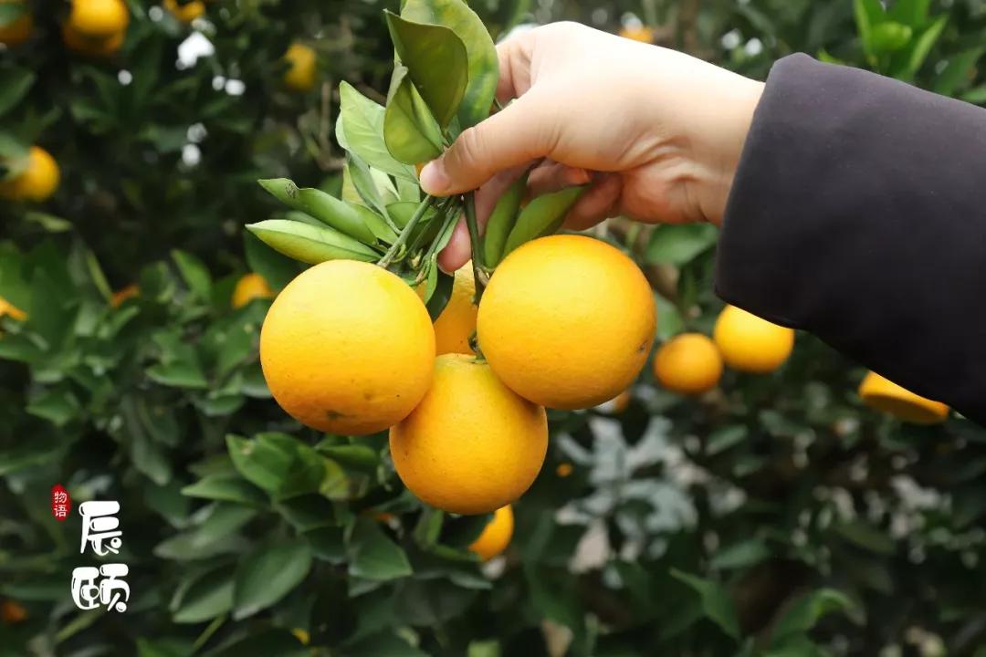 纯天然绿色富硒水果(水果天然纯绿色富硒有哪些)-硒宝网