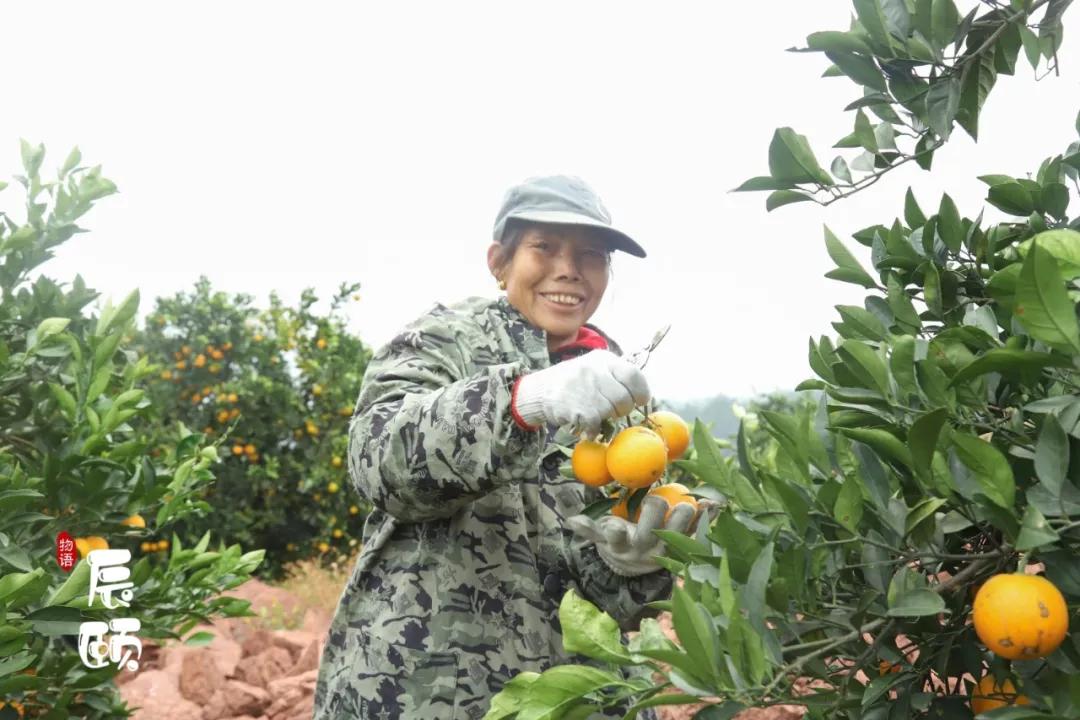纯天然绿色富硒水果(水果天然纯绿色富硒有哪些)-硒宝网