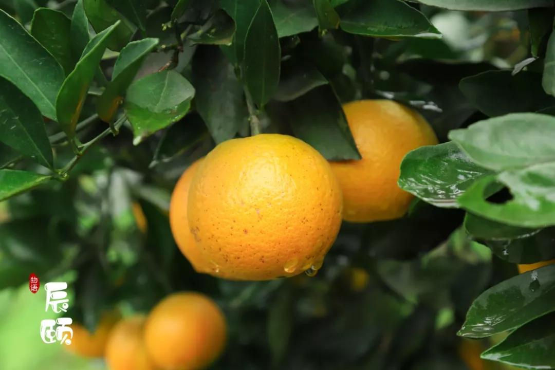 纯天然绿色富硒水果(水果天然纯绿色富硒有哪些)-硒宝网