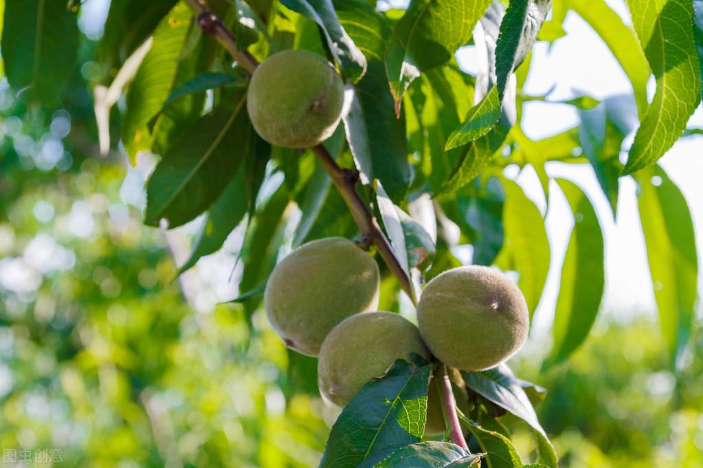富硒水果的种植方法(富硒水果怎么种植)-硒宝网