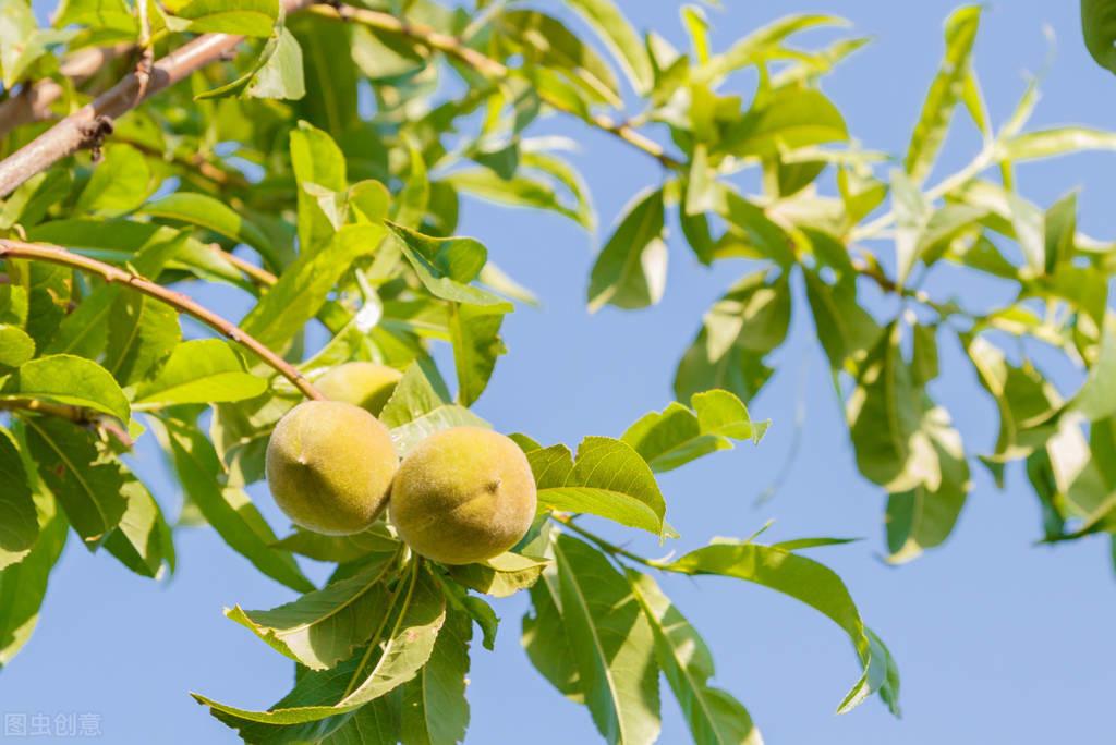 富硒水果的种植方法(富硒水果怎么种植)-硒宝网