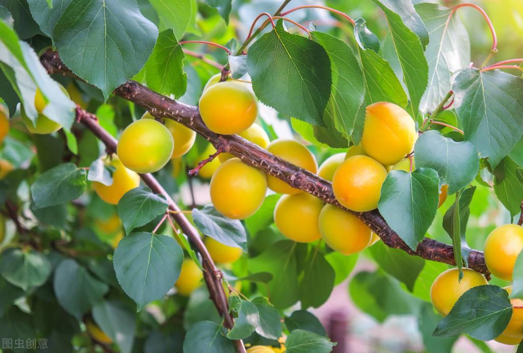 富硒水果的种植方法(富硒水果怎么种植)-硒宝网