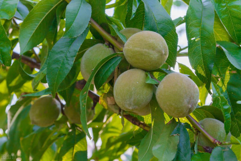 富硒水果的种植方法(富硒水果怎么种植)-硒宝网