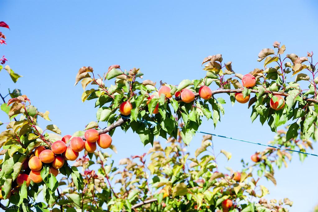 富硒水果的种植方法(富硒水果怎么种植)-硒宝网