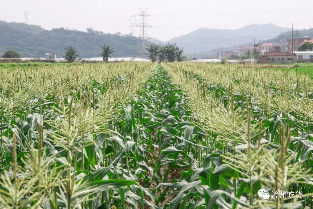 水果玉米有没有富硒（富硒玉米好吃吗）-硒宝网