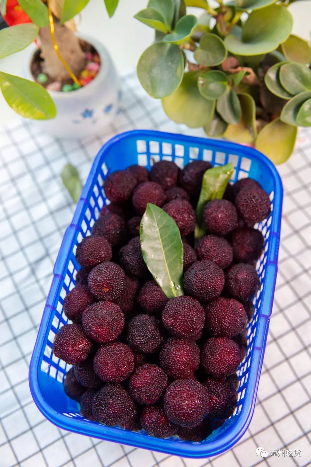 水果玉米有没有富硒（富硒玉米好吃吗）-硒宝网