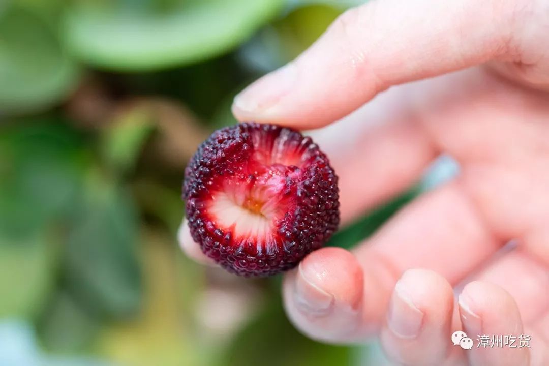 水果玉米有没有富硒（富硒玉米好吃吗）-硒宝网