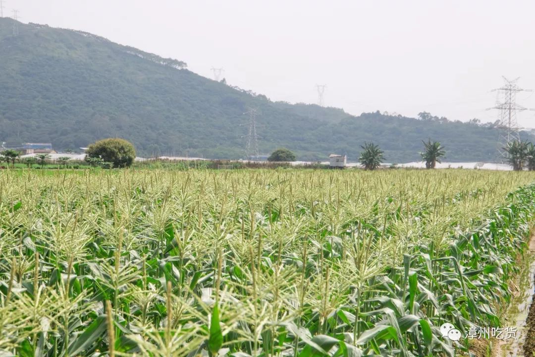 水果玉米有没有富硒（富硒玉米好吃吗）-硒宝网