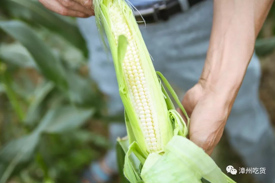 水果玉米有没有富硒（富硒玉米好吃吗）-硒宝网