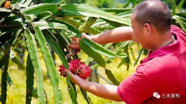 富硒水果采摘园特点（采摘园水果种植品种）-硒宝网