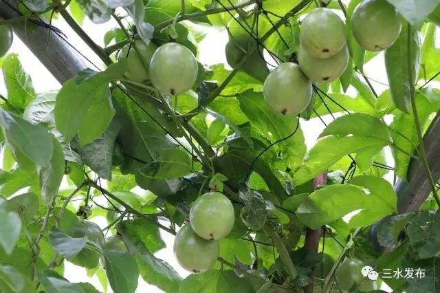 富硒水果采摘园特点（采摘园水果种植品种）-硒宝网