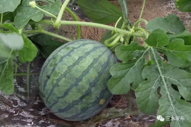 富硒水果采摘园特点（采摘园水果种植品种）-硒宝网