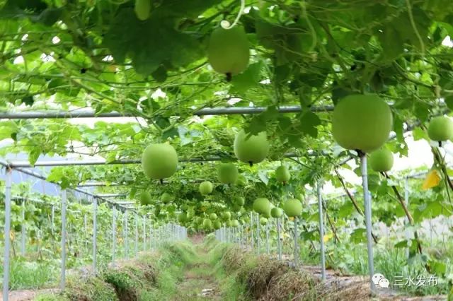 富硒水果采摘园特点（采摘园水果种植品种）-硒宝网