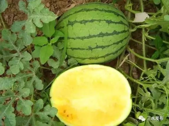 富硒水果采摘园特点（采摘园水果种植品种）-硒宝网