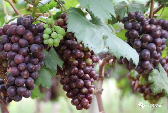 富硒水果采摘园特点（采摘园水果种植品种）-硒宝网