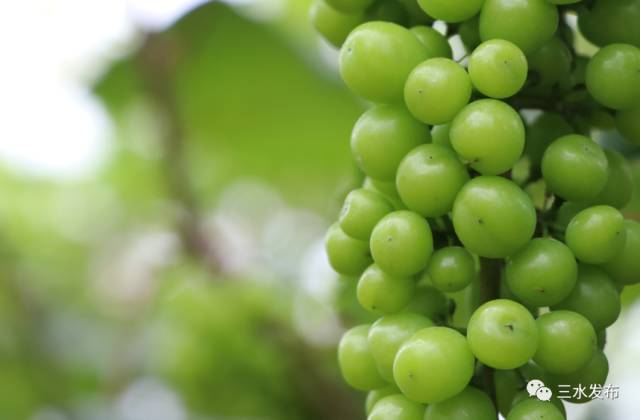 富硒水果采摘园特点（采摘园水果种植品种）-硒宝网