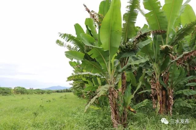 富硒水果采摘园特点（采摘园水果种植品种）-硒宝网