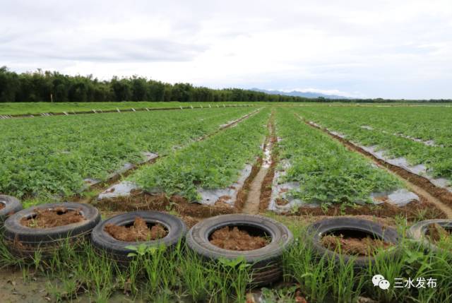 富硒水果采摘园特点（采摘园水果种植品种）-硒宝网