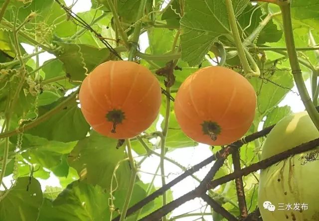 富硒水果采摘园特点（采摘园水果种植品种）-硒宝网