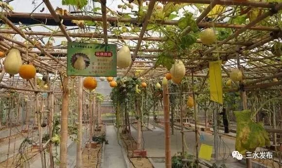 富硒水果采摘园特点（采摘园水果种植品种）-硒宝网