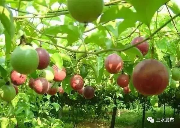 富硒水果采摘园特点（采摘园水果种植品种）-硒宝网