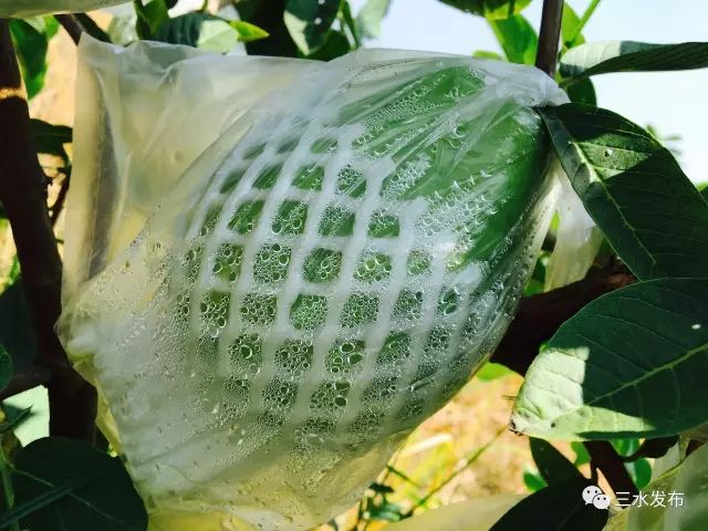 富硒水果采摘园特点（采摘园水果种植品种）-硒宝网