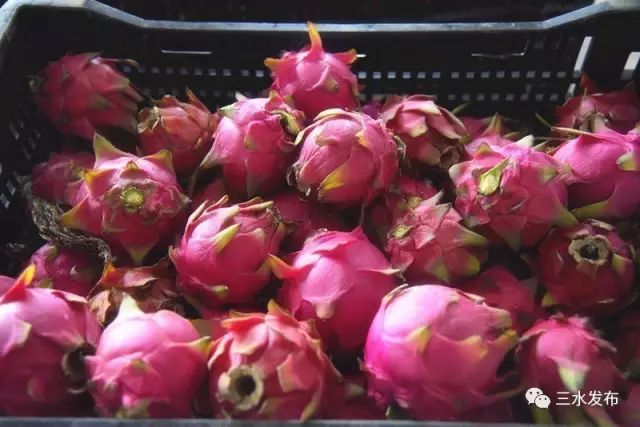 富硒水果采摘园特点（采摘园水果种植品种）-硒宝网