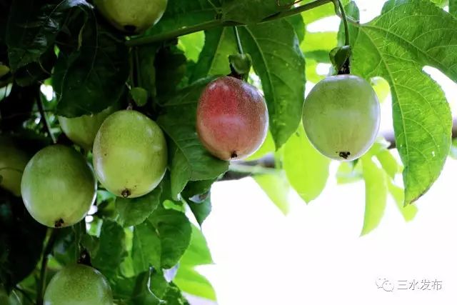 富硒水果采摘园特点（采摘园水果种植品种）-硒宝网