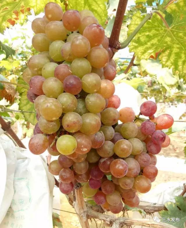 富硒水果采摘园特点（采摘园水果种植品种）-硒宝网