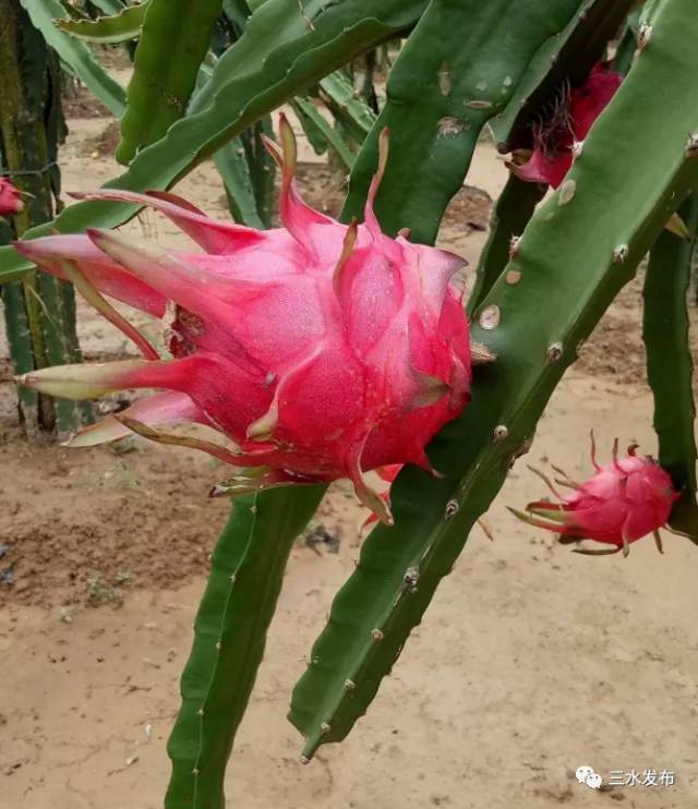 富硒水果采摘园特点（采摘园水果种植品种）-硒宝网