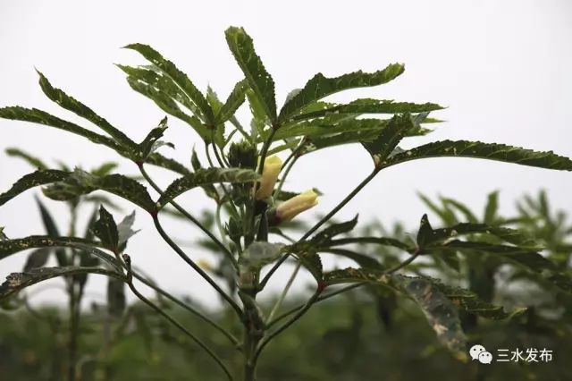 富硒水果采摘园特点（采摘园水果种植品种）-硒宝网