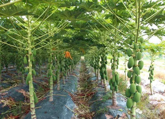 富硒水果采摘园特点（采摘园水果种植品种）-硒宝网