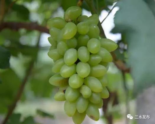 富硒水果采摘园特点（采摘园水果种植品种）-硒宝网