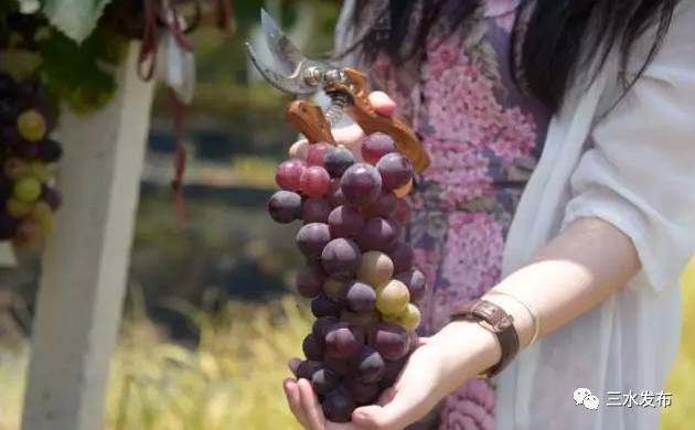 富硒水果采摘园特点（采摘园水果种植品种）-硒宝网