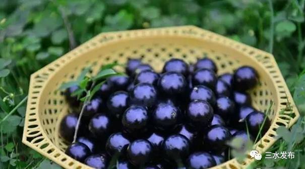 富硒水果采摘园特点（采摘园水果种植品种）-硒宝网