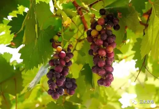 富硒水果采摘园特点（采摘园水果种植品种）-硒宝网