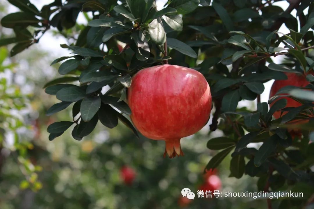 什么水果富硒多糖多（富硒的水果）-硒宝网