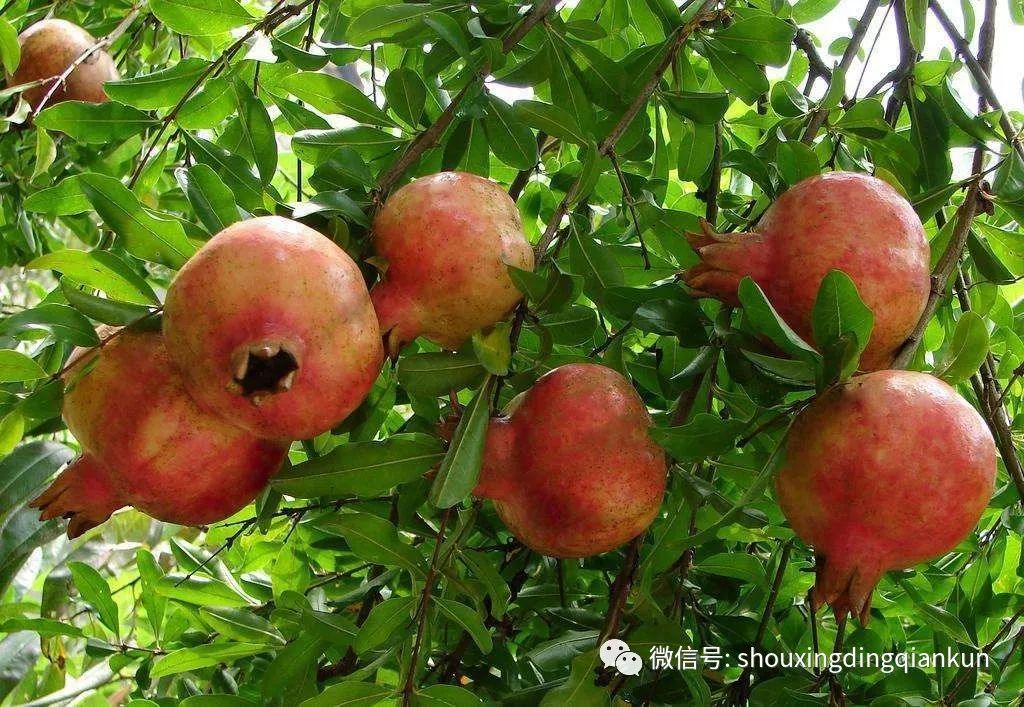 什么水果富硒多糖多（富硒的水果）-硒宝网