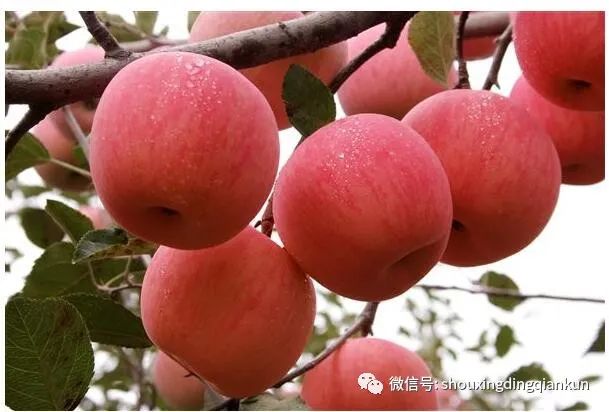 什么水果富硒多糖多（富硒的水果）-硒宝网