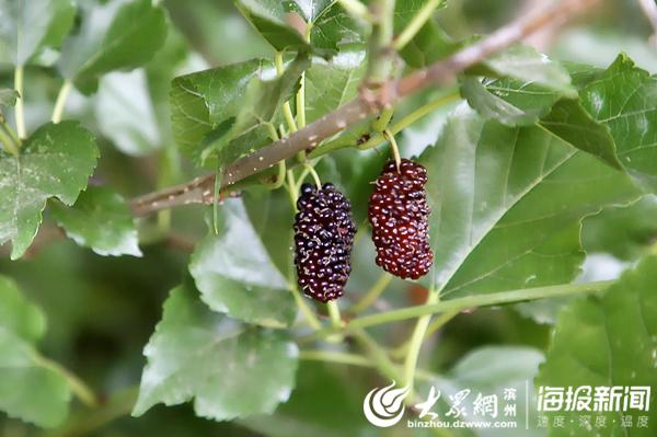 桑葚还是富硒水果吗（桑葚水果有什么营养）-硒宝网