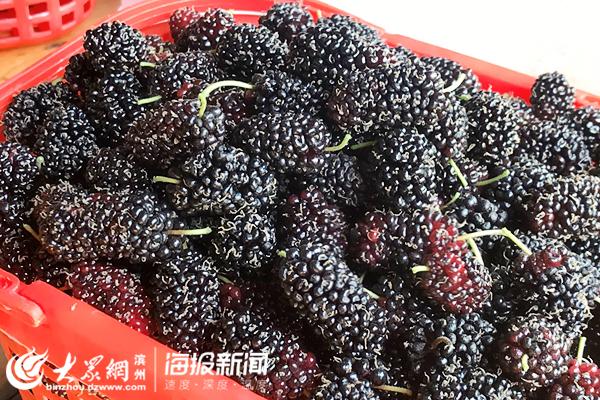 桑葚还是富硒水果吗（桑葚水果有什么营养）-硒宝网