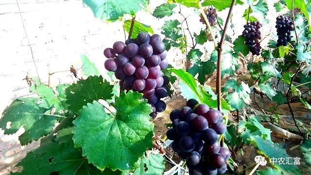 问什么是 富硒水果（富硒水果的国家标准是多少）-硒宝网