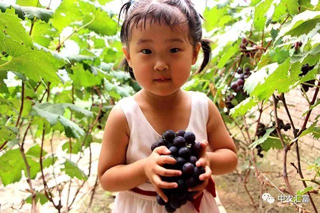 问什么是 富硒水果（富硒水果的国家标准是多少）-硒宝网