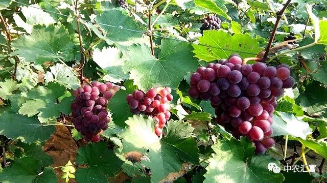 问什么是 富硒水果（富硒水果的国家标准是多少）-硒宝网