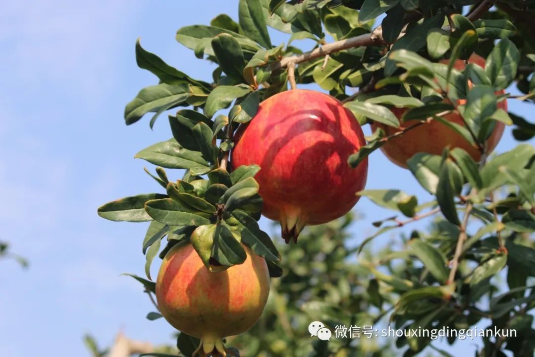 什么水果富硒多糖多(水果多糖富硒含量)-硒宝网