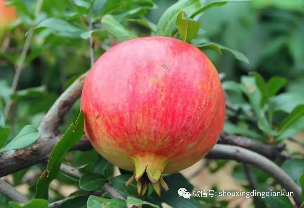 什么水果富硒多糖多(水果多糖富硒含量)-硒宝网