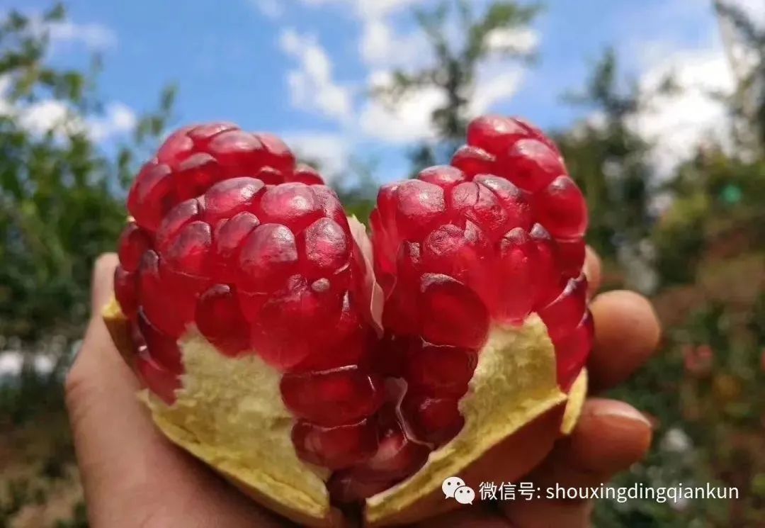 什么水果富硒多糖多(水果多糖富硒含量)-硒宝网