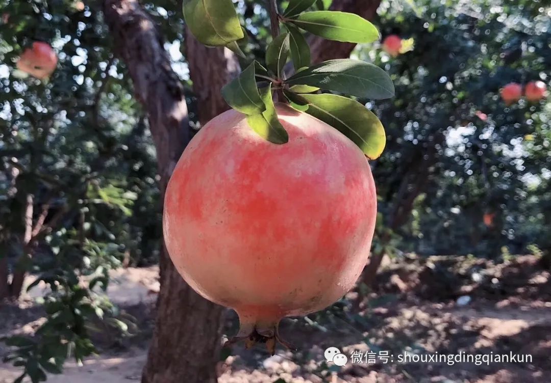 什么水果富硒多糖多(水果多糖富硒含量)-硒宝网