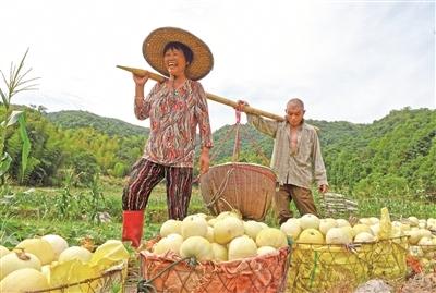 高山富硒水果甜玉米(高山玉米糁)-硒宝网