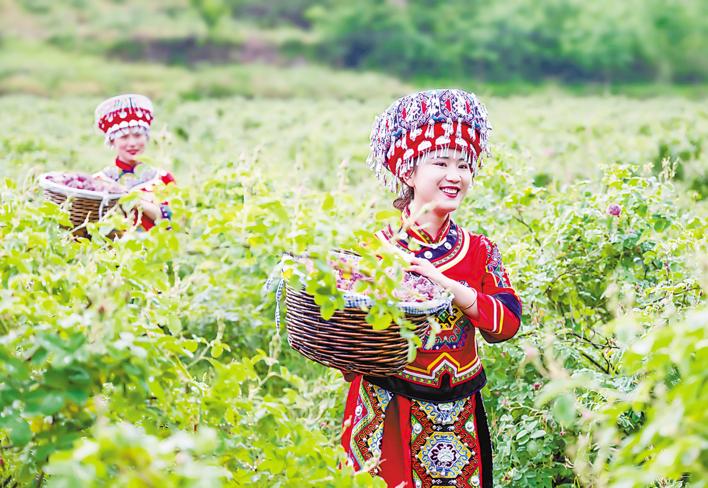 水果店富硒葡萄打包(富硒葡萄多少钱一斤)-硒宝网